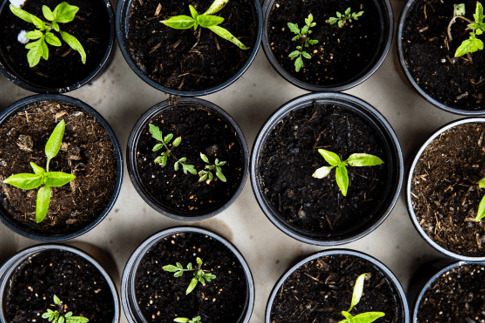 Start You Own Indoor Garden: The Best Herbs To Grow Indoors - Root Kitchen UK