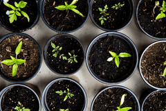 Start You Own Indoor Garden: The Best Herbs To Grow Indoors - Root Kitchen UK